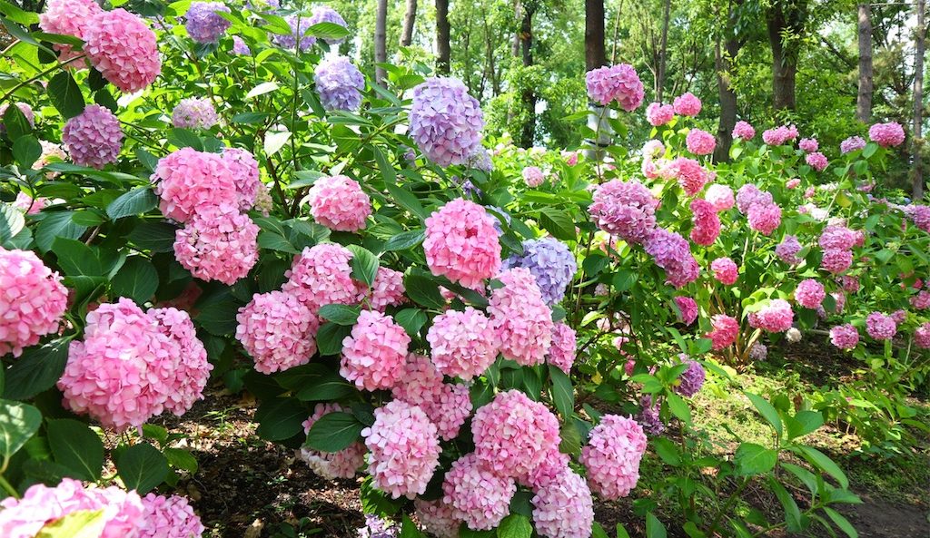 6月大阪で満開の紫陽花が楽しめるおすすめスポット紹介 長居 カフェイン中毒の嫁日記
